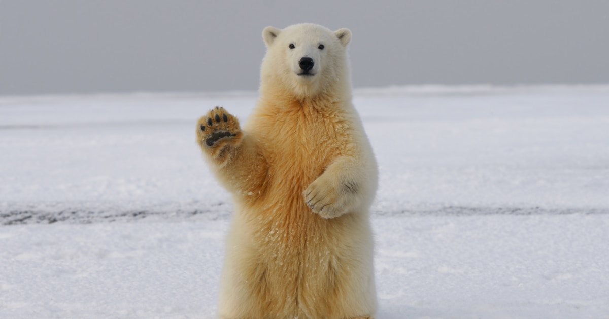 Polar bear in Churchill's snow — the world's polar bear capital, Canada
